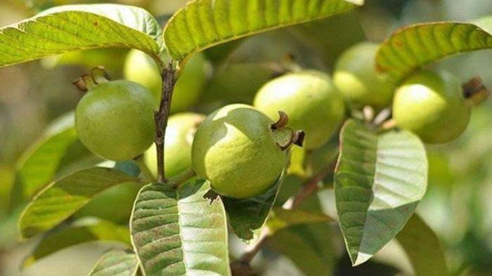 Gambar daun jambu biji (Tribunnews.com) 