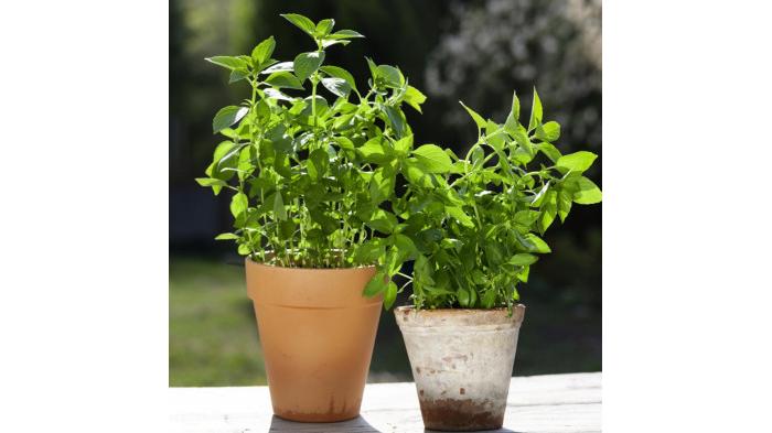 Kemangi | Outsidepride.com