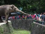 Cek Harga Tiket Masuk Kebun Binatang Ragunan Terbaru dan Cara Belinya