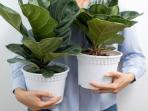 Simak Dekorasi Ruang Makan dengan 6 Rekomendasi Tanaman Hias yang Cocok