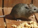 Tanpa Racun dan Bahan Kimia Lain, Begini Cara Ampuh Usir Tikus di Rumah