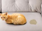 Termasuk Masalah Medis, Ini Cara Mengatasi Kucing Kencing Sembarangan di Rumah