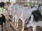 7 Jenis Kambing yang Sering Dipilih untuk Kurban saat Idul Adha