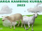 Cek Harga Sapi dan Kambing Kurban 2023 di Baznas, Dompet Dhuafa dan Daerah Lainnya