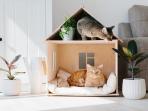 Ingin Memelihara Kucing di Rumah? Ini 5 Tips Penting Bagi Pemula