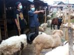 Jangan Tergiur Harga Murah, Hindari dan Jangan Dibeli Kambing Kurban yang Tidak Memiliki Ciri-Ciri Seperti Ini