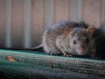 Hentikan Kebiasaan Ini, Dijamin Tikus Nggak Bakal Masuk Rumah