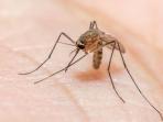 Prajurit Kostrad TNI Meninggal Akibat Malaria di Papua, Kenali Bahaya dari Nyamuk Anopheles dan Cara Mencegahnya