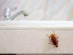 Kecoak Sering Muncul di Kamar Mandi? Ini Penyebab dan Cara Alami untuk Membasminya
