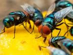 Lalat Berterbangan di Meja Makan, Simak 6 Cara Mengusir Lalat di Rumah dengan Bahan Alami