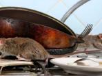 4 Cara Mudah Membuat Racun Tikus yang Alami dan Ampuh Cuma Pakai Bahan Dapur Saja