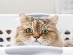 Bagi Pecinta Kucing, Ini Tips Mudah Hilangkan Bulu yang Menempel Pada Pakaian