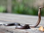 Sebentar Lagi Musim Hujan, Simak 5 Cara Cegah Ular Agar Tidak Masuk Rumah