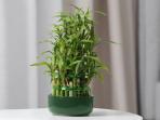 Taruhlah 5 Tanaman Ini dalam Rumah, Bisa Bawa Nasib Baik Menurut Feng Shui