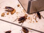 Wajib Tahu, Hindari 4 Kebiasaan Ini untuk Mencegah Kecoak Masuk ke Rumah