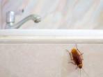 3 Cara Ampuh Mengusir Kecoa di Kamar Mandi, Dijamin Langsung Hilang