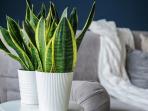 4 Rekomendasi Tanaman yang Bisa Mendatangkan Keberuntungan di Rumah Menurut Feng Shui