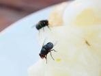 5 Cara Praktis Mengusir Lalat dari Meja Makan dengan Bahan Dapur 