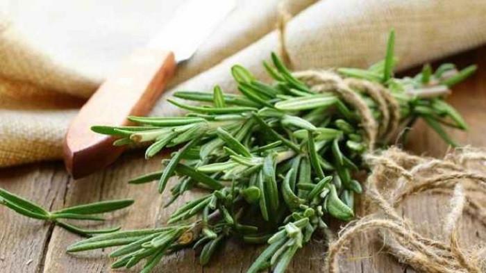 5 Rekomendasi Tanaman yang Bisa Mengusir Serangga di Kebun Rumah