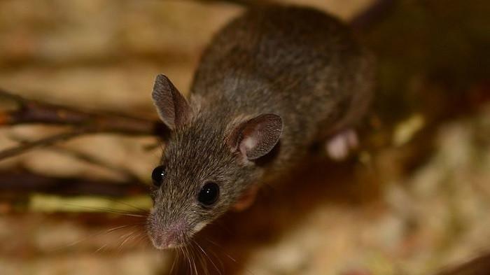 8 Cara Mengusir Tikus Curut dari Rumah, Dijamin Ampuh Tak Kembali Lagi