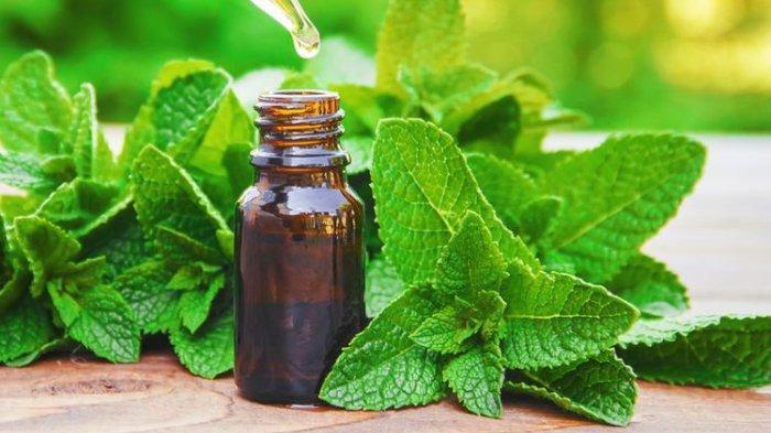 Gambar Minyak Peppermint (TribunShopping.com) 