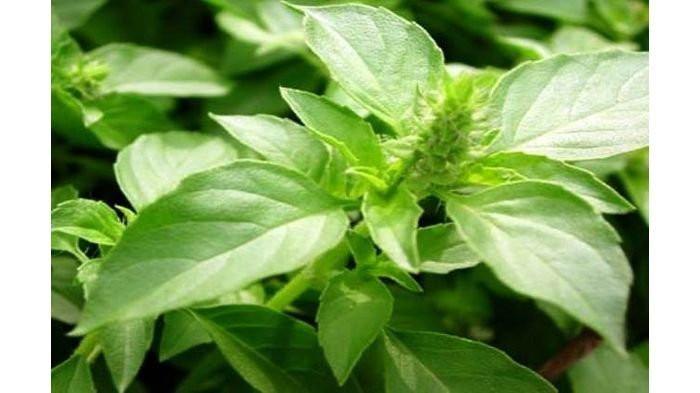 Gambar daun kemangi (TribunJogja.com) 