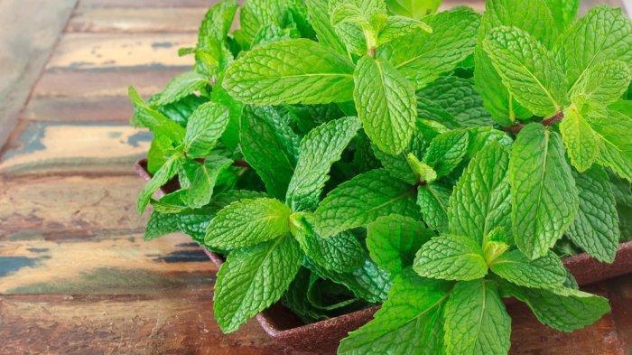 Gambar daun mint (Tribunnews.com) 