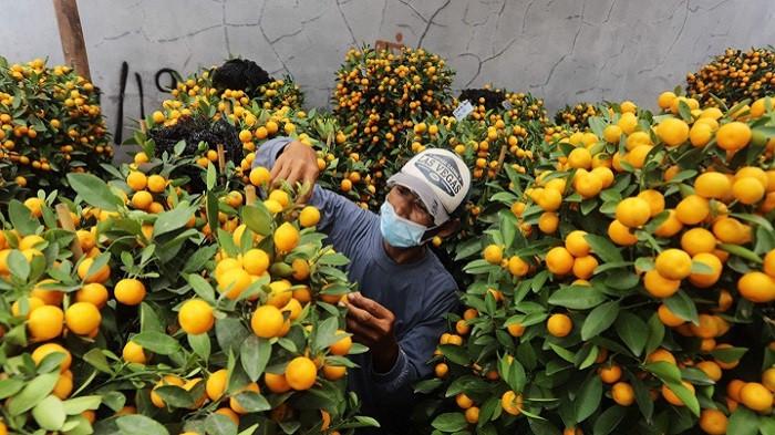 Gambar pohon jeruk (Tribunnews.com)