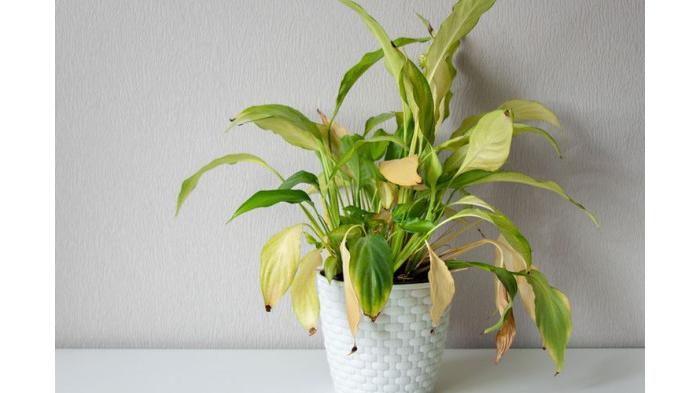Hiasan atau dekorasi yang mati merupakan benda yang perlu disingkirkan dari rumah karena bisa bawa sial menurut Feng Shui. (Shutterstock)