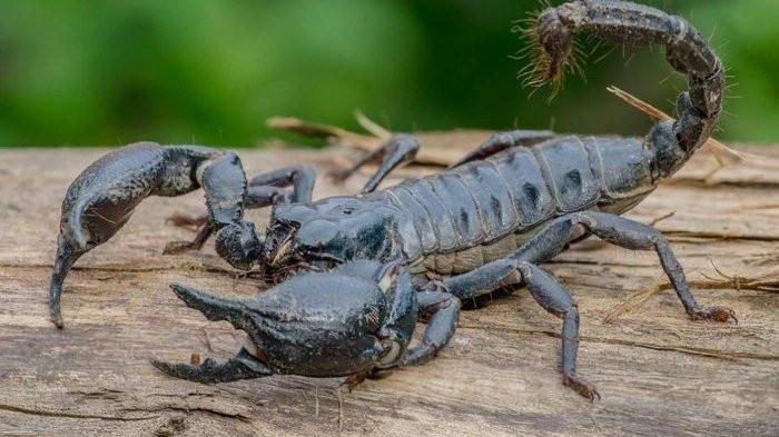 Ilustrasi Kalajengking merupakan Salah Satu Hewan yang Sering Masuk ke Rumah Saat Musim Hujan. (nypost.com)