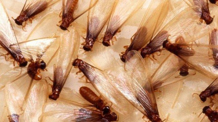 Ilustrasi Laron merupakan Salah Satu Hewan yang Sering Masuk ke Rumah Saat Musim Hujan. (net)