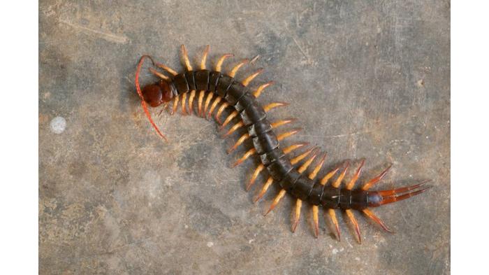 Ilustrasi Lipan/Kelabang merupakan Salah Satu Hewan yang Sering Masuk ke Rumah Saat Musim Hujan. (Shutterstock)