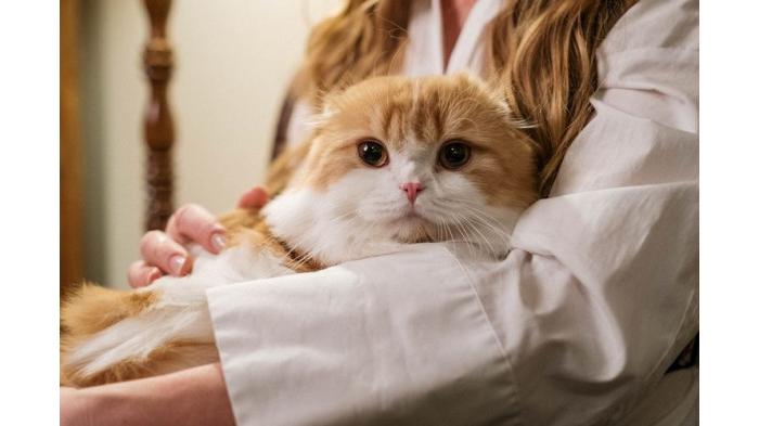 Ilustrasi Memelihara Kucing di Rumah agar Cicak Tidak Berkeliaran di Rumah. (pexels.com)