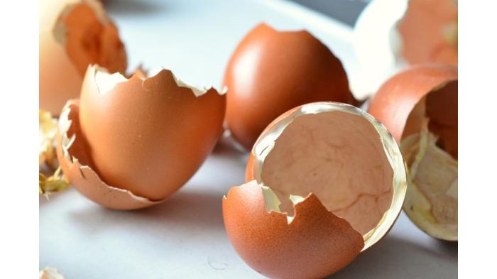 Ilustrasi Menebar Cangkang Telur Ayam Bekas agar Cicak Tidak Berkeliaran di Rumah. (pixabay)