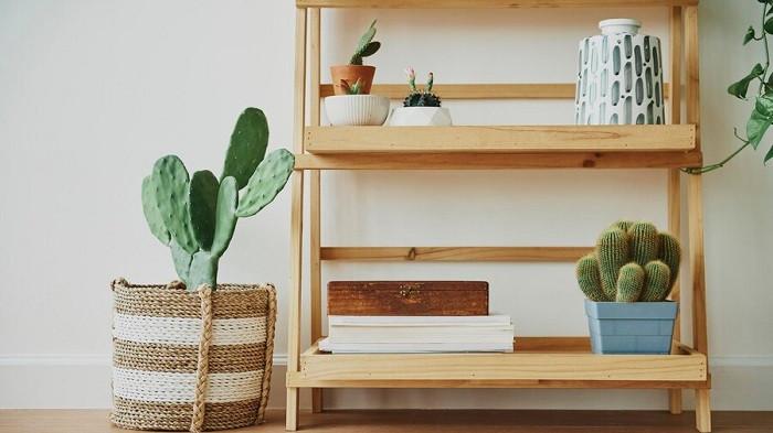 Ilustrasi kaktus dalam rumah yang bisa menghadirkan energi negatif | fotorawpixel/freepik