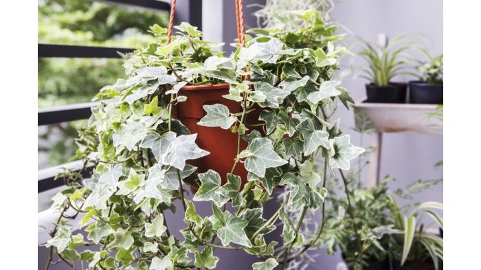 Ilustrasi tanaman hias English Ivy untuk mengurangi kelembapan kamar mandi. (Shutterstock)