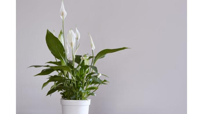 Ilustrasi tanaman hias Peace Lily untuk mengurangi kelembapan kamar mandi. (shutterstock)