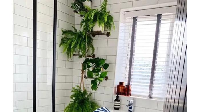 Ilustrasi tanaman hias Philodendron Heartleaf untuk mengurangi kelembapan kamar mandi. (unsplash)