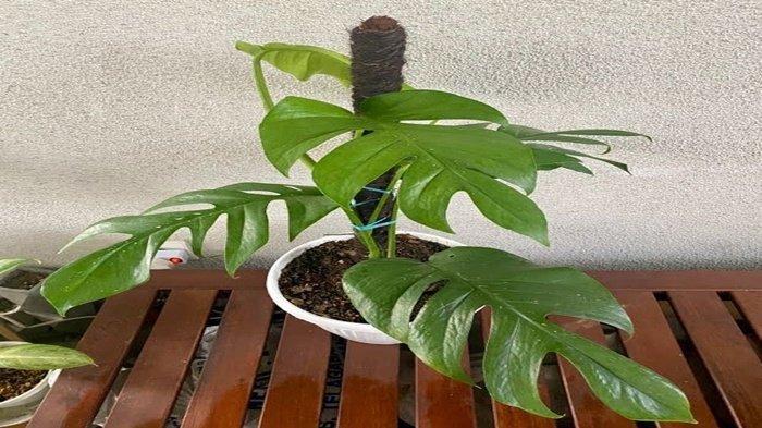 Memberi penopang pada tanaman saat musim hujan. (plantstory)