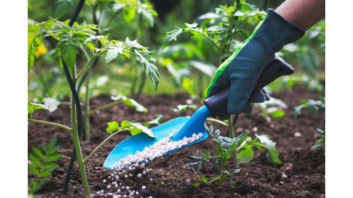 Memberikan pupuk secara berkala saat musim hujan agar tanaman awet. (Shutterstock)