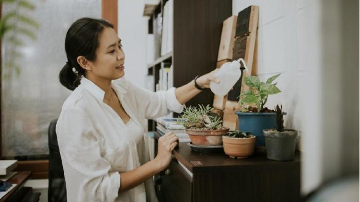 Memeriksa tingkat kekeringan pot saat musim hujan agar tanaman awet.