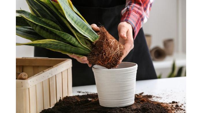 Memindahkan pot saat musim hujan agar tanaman awet. (Kompas.com)