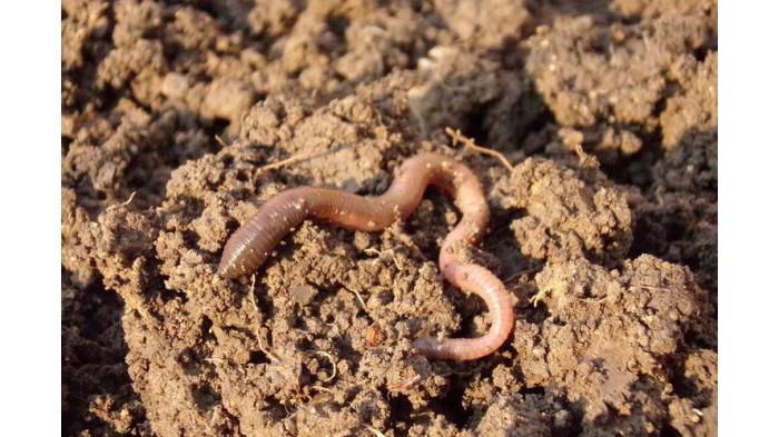 Mengawasi dan menjauhkan cacing atau serangga saat musim hujan. (Pixabay)