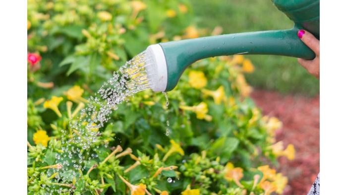 Mengurangi frekuensi penyiraman saat musim hujan agar tanaman awet. (pexels.com)
