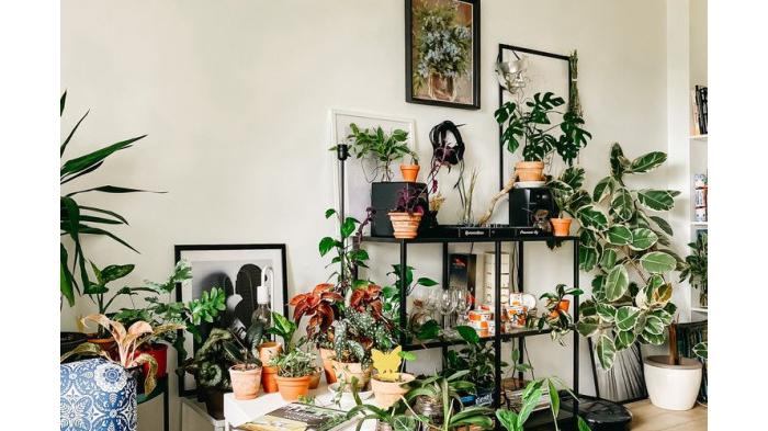 Merawat Tanaman Hias dapat Membuat Rumah Lebih Dingin. (Pexels.com)