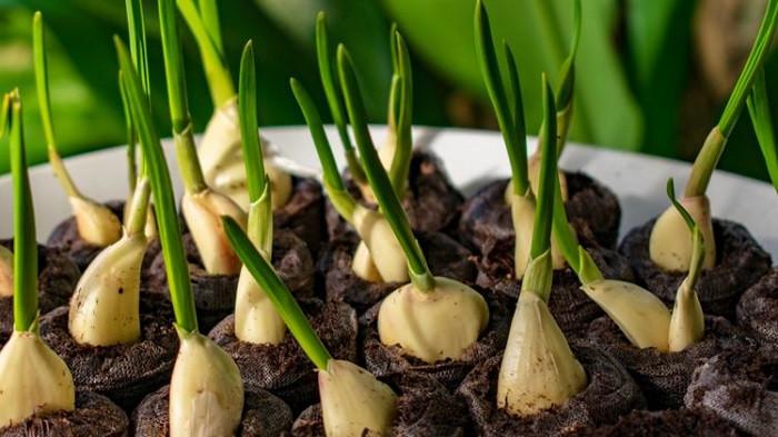 Tanaman bawang putih (Kompas.com) 