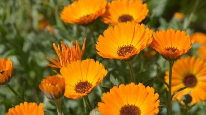 Tanaman celendula (Kompas.com) 