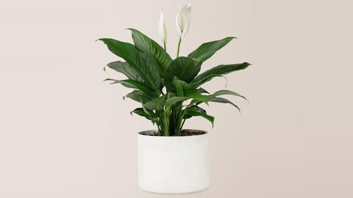 Tanaman hias peace lily bisa menyerap kelambapan di kamar mandi | foto rawpixel.com/freepik