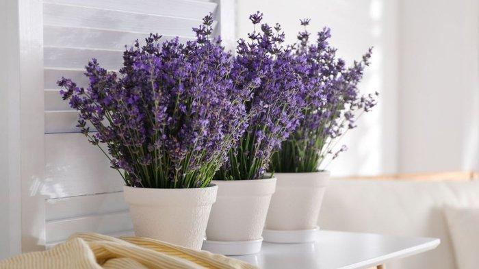 Tanaman lavender (TribunShopping.com) 