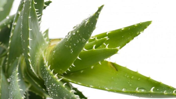 Tanaman lidah buaya cocok ditaruh di kamar mandi | foto Racool_studio/freepik